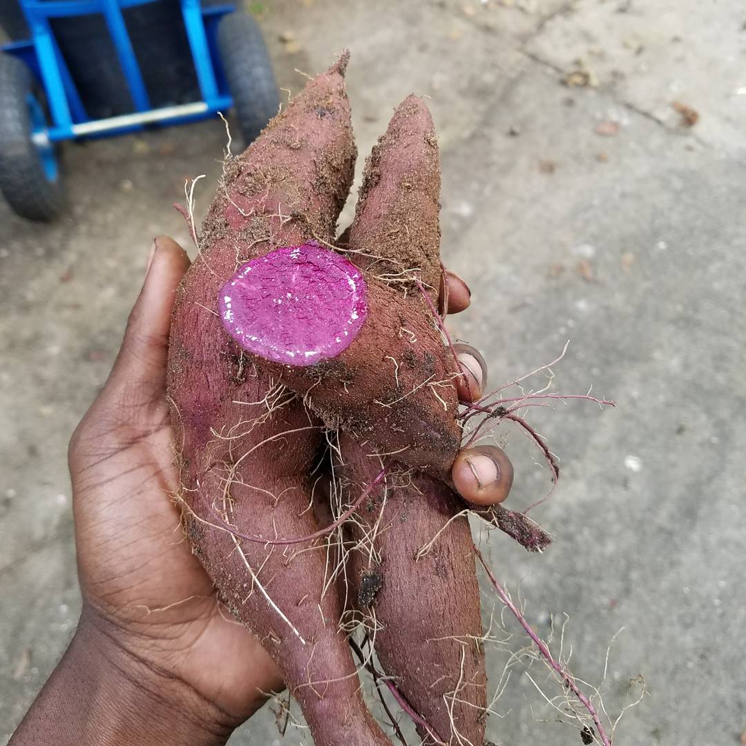 Sweet Potato "Molokai Purple" - Live Plant