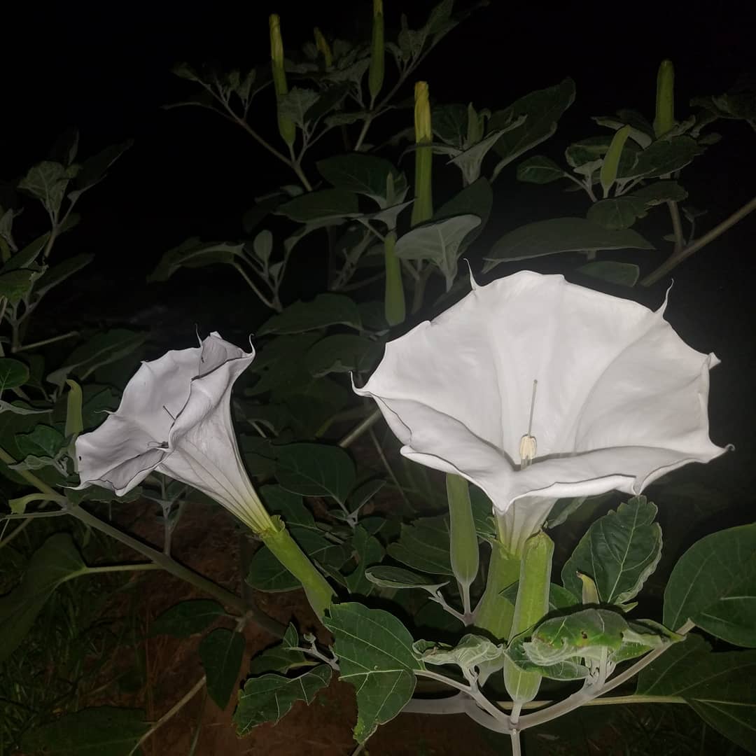 Datura "Moonflower" - Live Plant