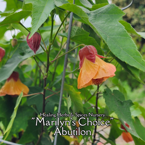 Abutilon "Marilyn's Choice" - Live Plant