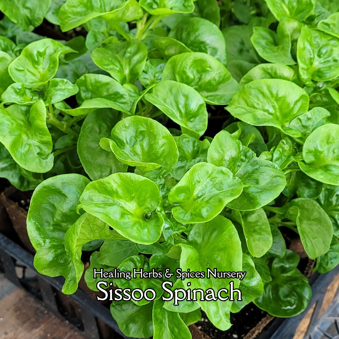 Sissoo Spinach - Live Plant
