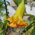 Angel's Trumpet "Clemson Tiger 16" - Live Plant