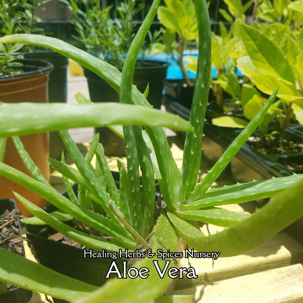 Aloe Vera - Live Plant