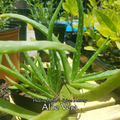 Aloe Vera - Live Plant