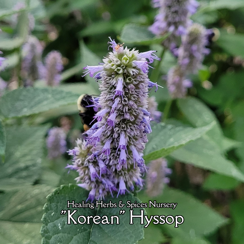 Hyssop "Korean" - Live Plant