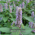Hyssop "Anise" - Live Plant