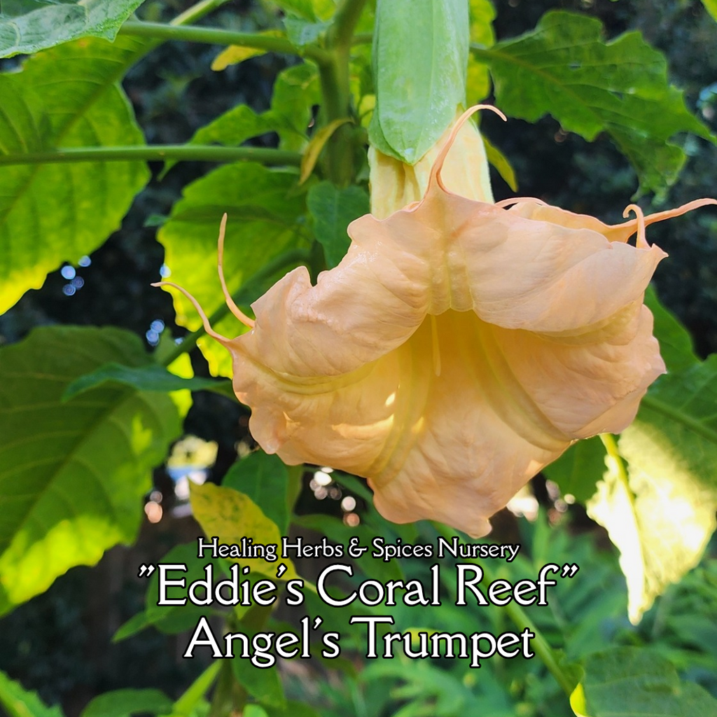 Angel's Trumpet "Eddies Coral Reef" - Live Plant