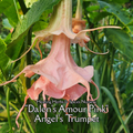Angel's Trumpet "Dalens Amour" - Live Plant