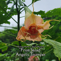 Angel's Trumpet "Fruit Salad" - Live Plant