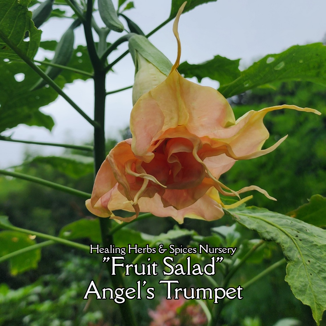 Angel's Trumpet "Fruit Salad" - Live Plant