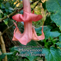 Angel's Trumpet "Angel's Honeymoon" - Live Plant