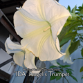 Angel's Trumpet "IDA" - Live Plant