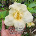 Angel's Trumpet "Inez Chapman" - Live Plant