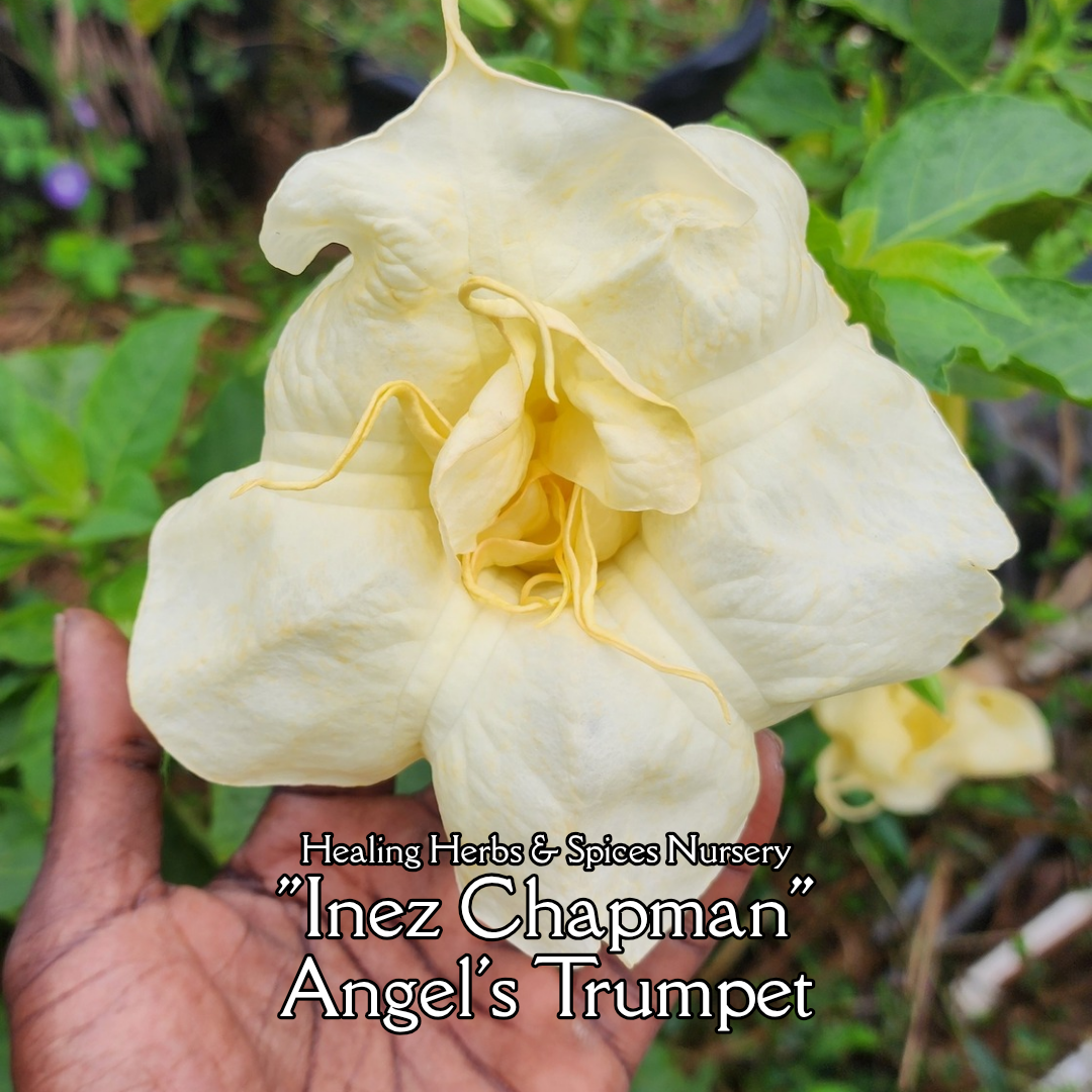 Angel's Trumpet "Inez Chapman" - Live Plant