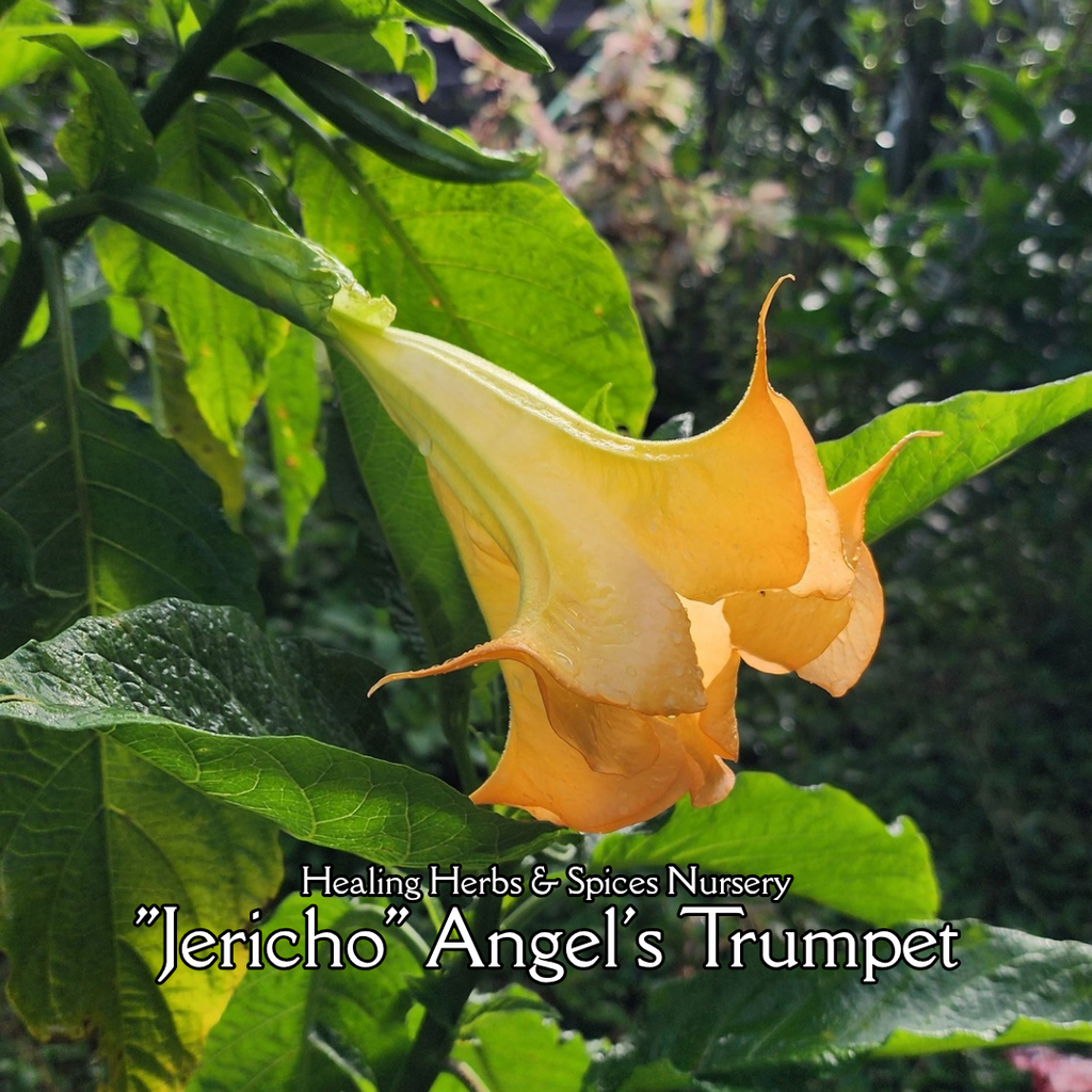 Angel's Trumpet "Jericho" - Live Plant