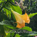 Angel's Trumpet "Jericho" - Live Plant