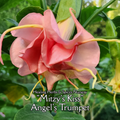 Angel's Trumpet "Mitzy's Kiss" - Live Plant