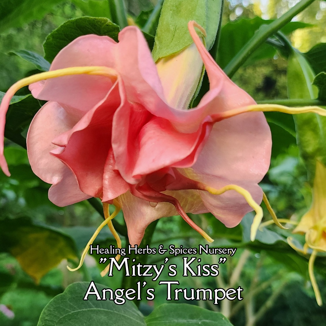 Angel's Trumpet "Mitzy's Kiss" - Live Plant