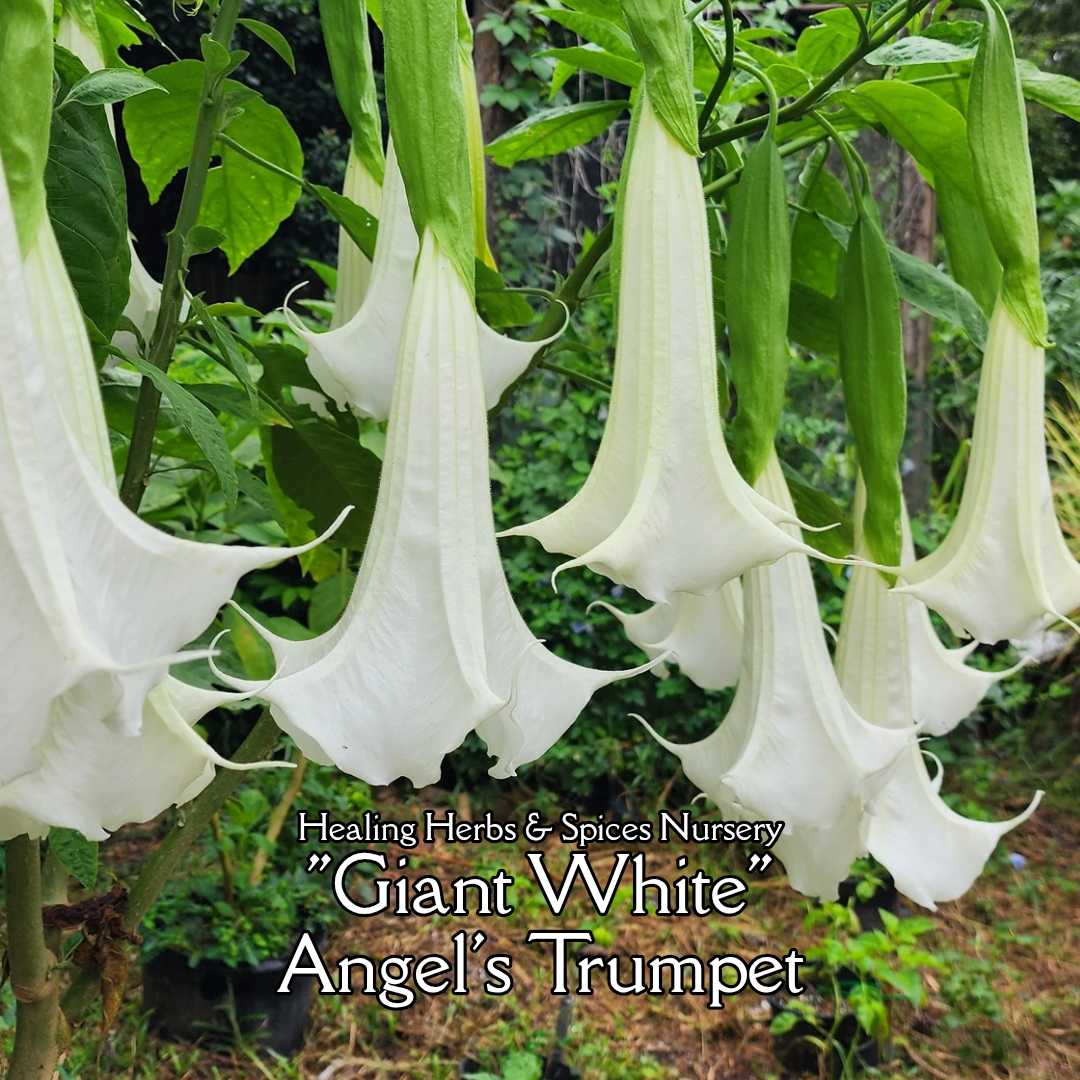 Angel's Trumpet "Giant White" - Live Plant