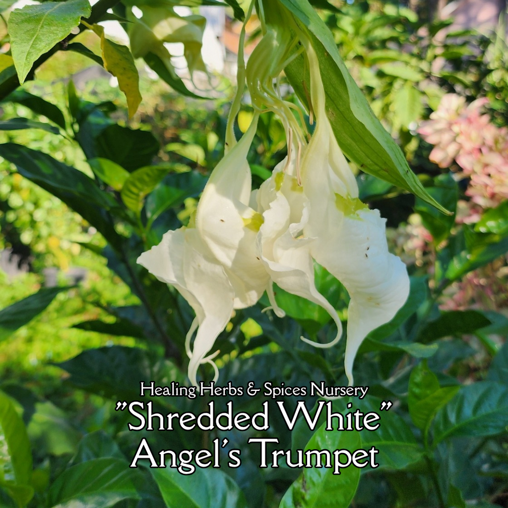 Angel's Trumpet "Shredded White" - Live Plant