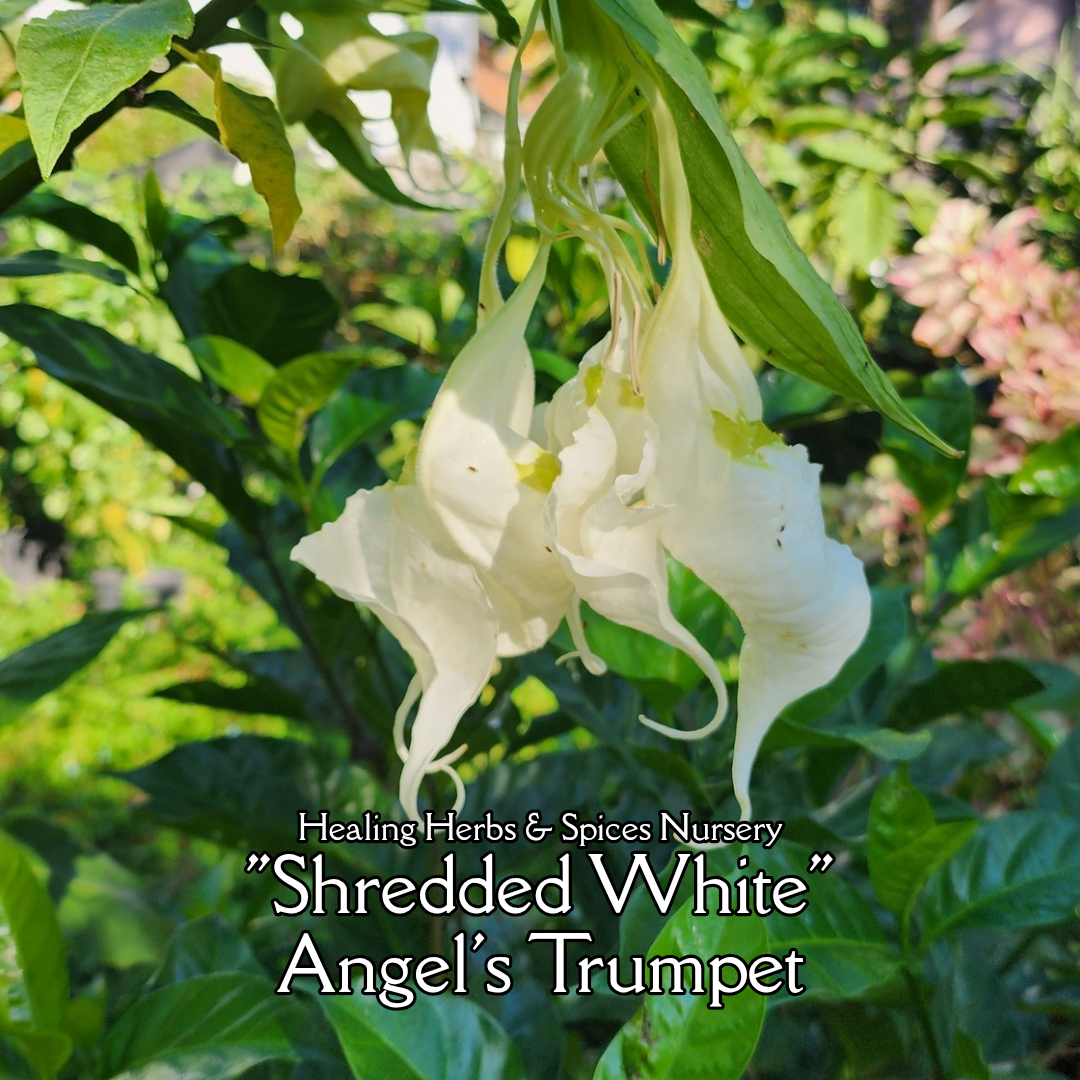 Angel's Trumpet "Shredded White" - Live Plant