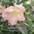 Angel's Trumpet "Strawberry Cream" - Live Plant