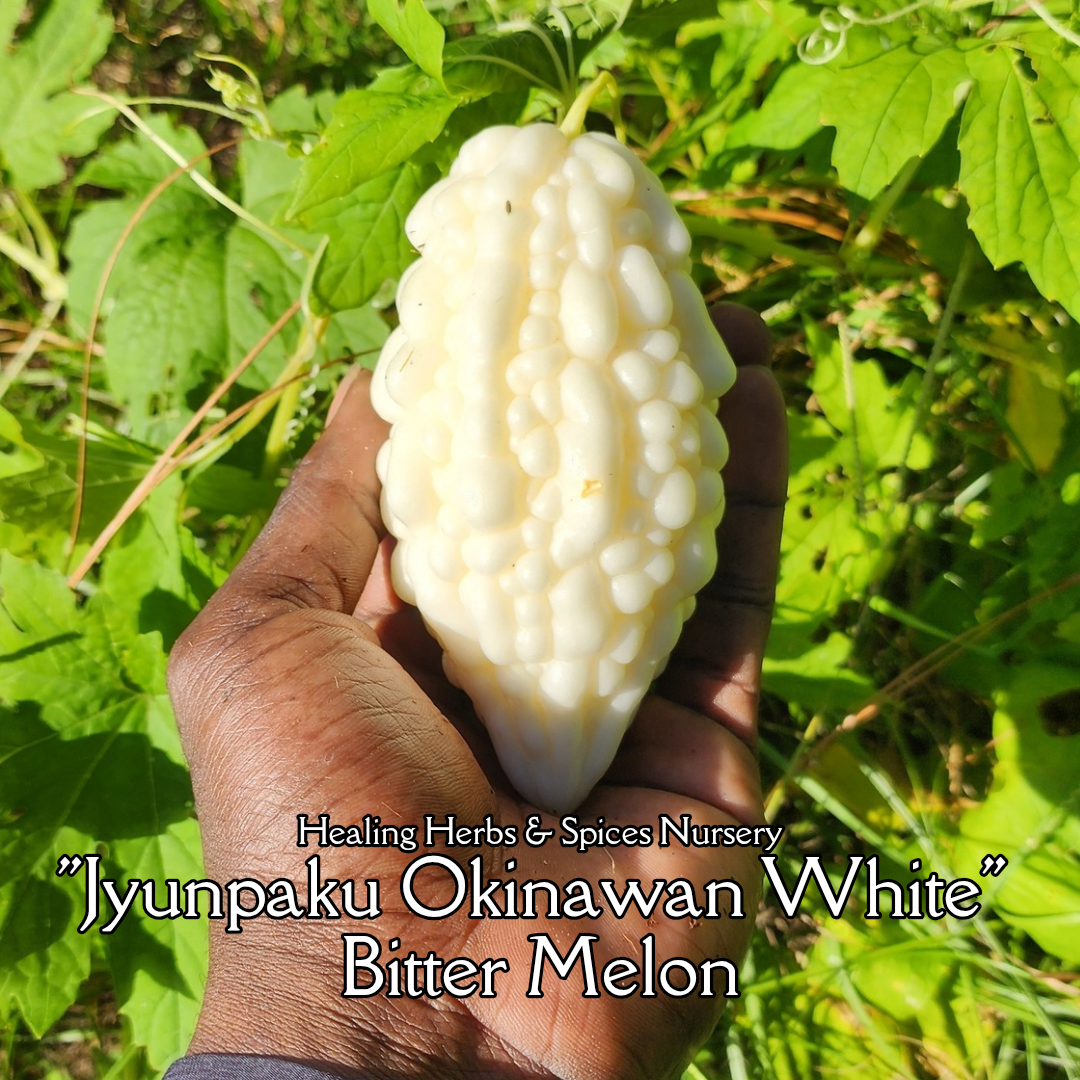 Bitter Melon "Okinawan Pure White" - Live Plant