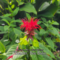 Bee Balm "Scarlet" - Live Plant