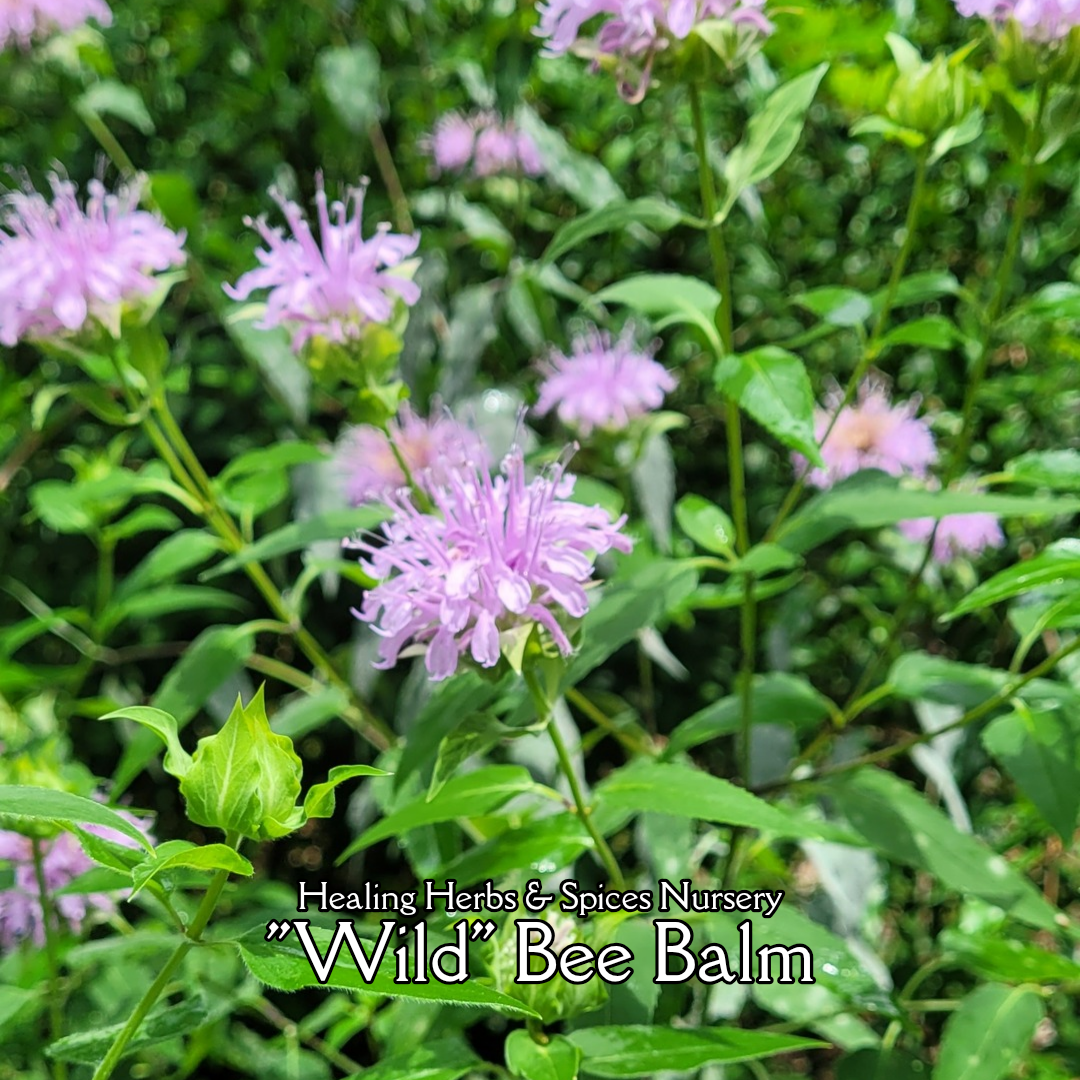 Bee Balm "Wild" - Live Plant
