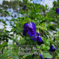 Butterfly Pea "Double Blue" - Live Plant