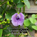 Butterfly Pea "Lavender Queen" - Live Plant