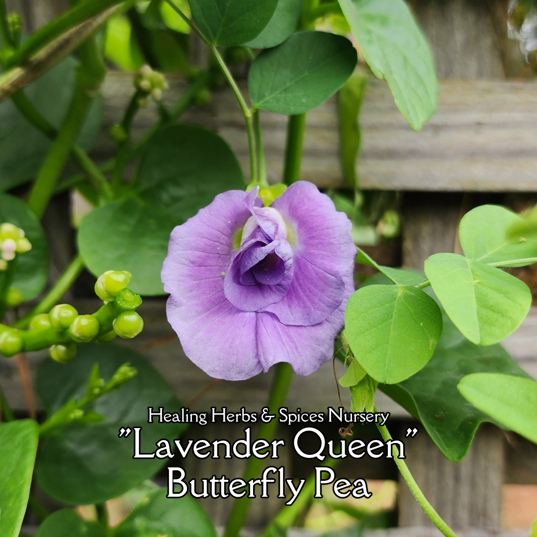 Butterfly Pea "Lavender Queen" - Live Plant
