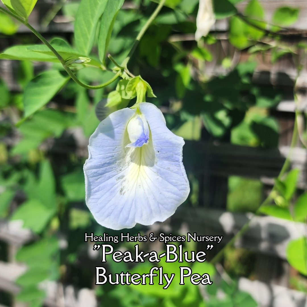 Butterfly Pea "Peak a Blue" - Live Plant