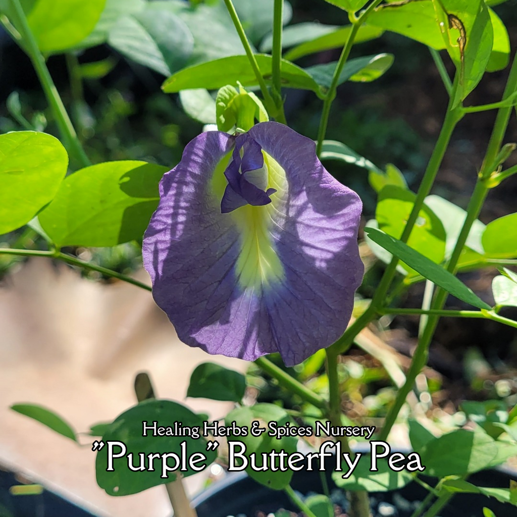 Butterfly Pea "Purple" - Live Plant