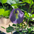Butterfly Pea "Purple" - Live Plant