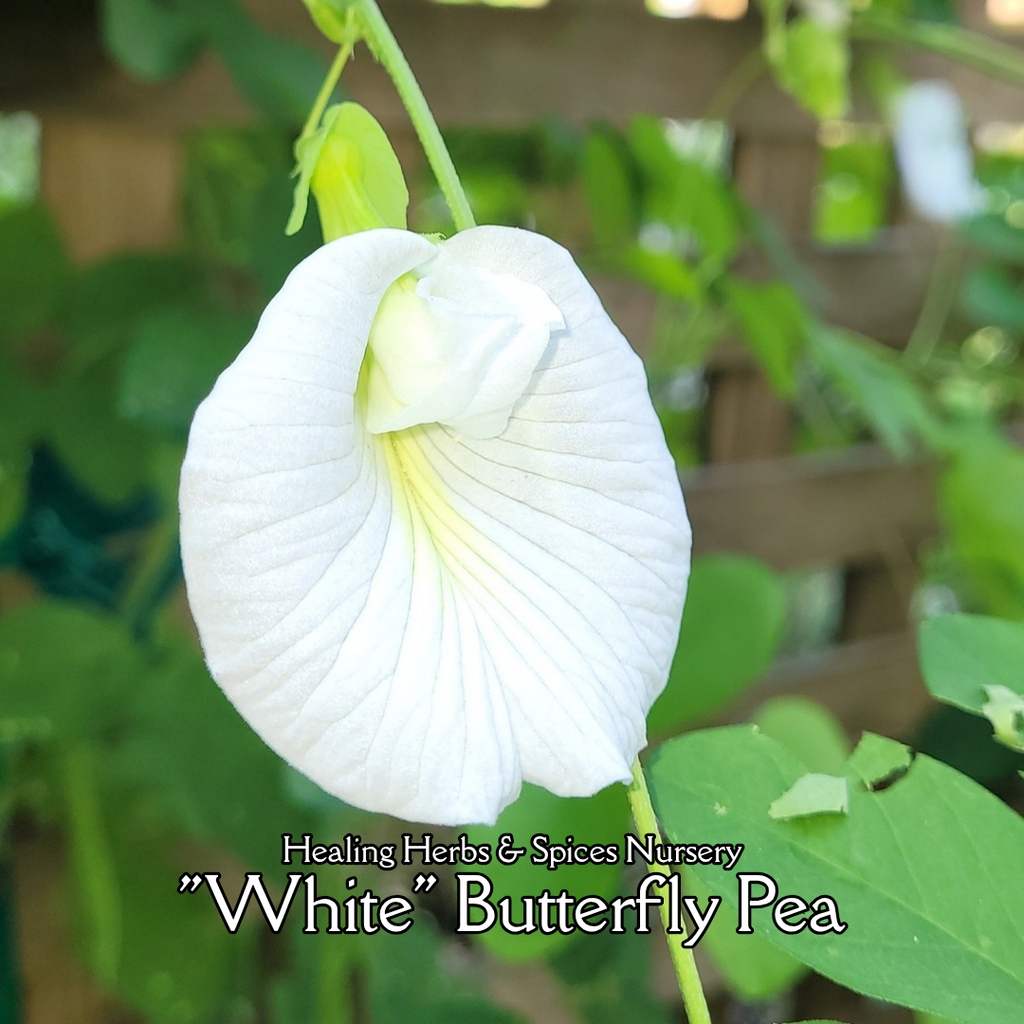 Butterfly Pea "White" - Live Plant