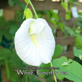 Butterfly Pea "White" - Live Plant