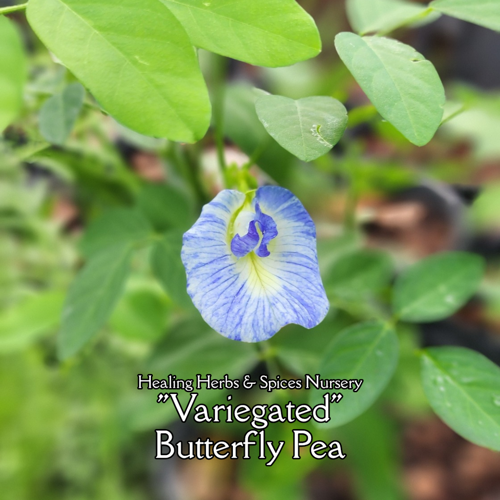 Butterfly Pea "Variegated" - Live Plant