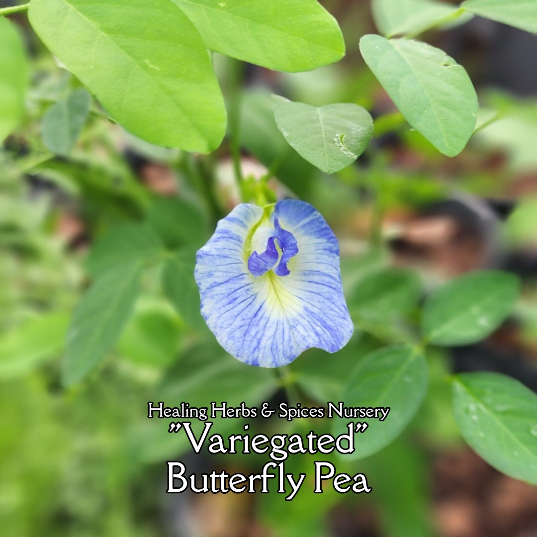 Butterfly Pea "Variegated" - Live Plant