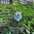 Butterfly Pea "Double Sky Blue" - Live Plant