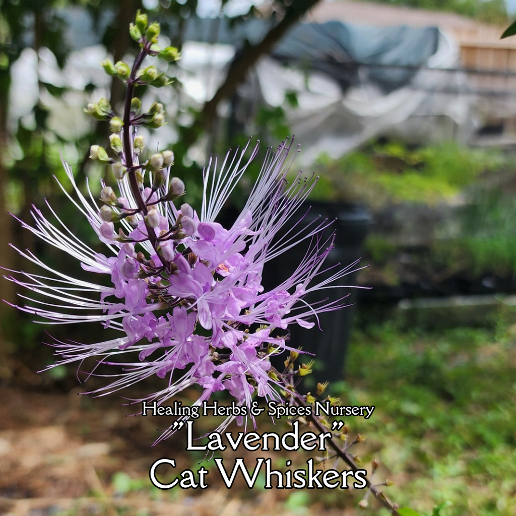 Cat Whiskers "Lavender" - Live Plant