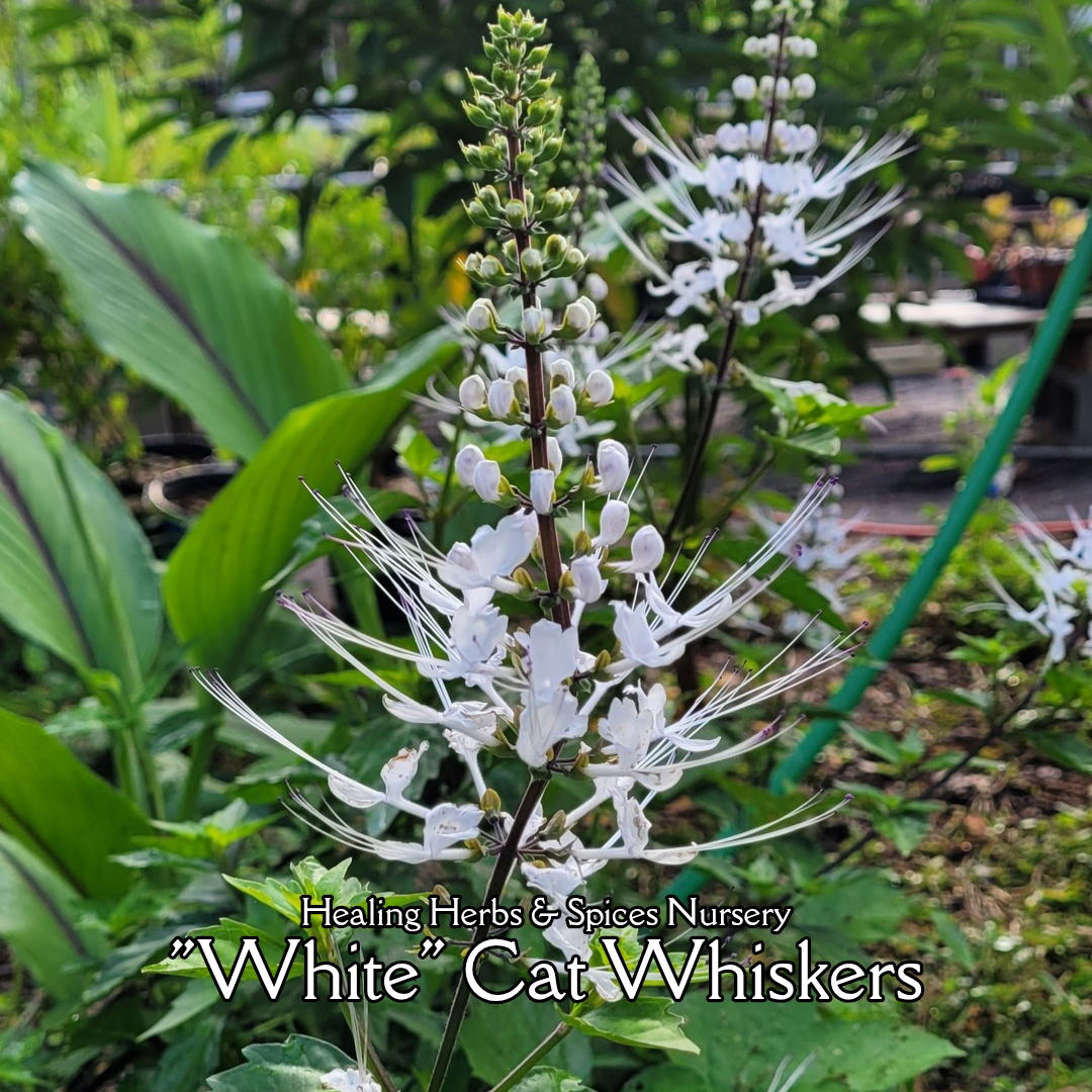 Cat Whiskers - Live Plant