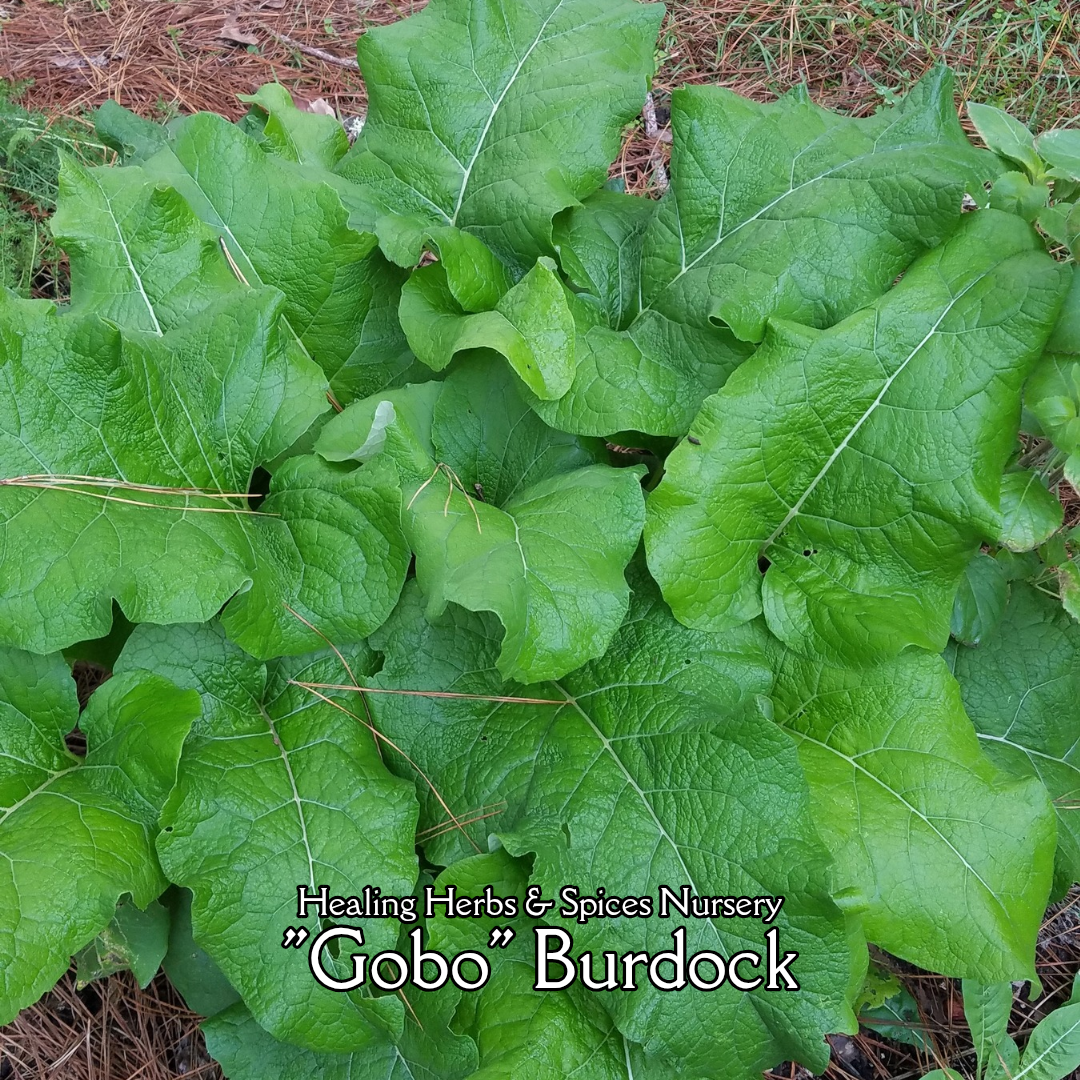 Burdock - Live Plant