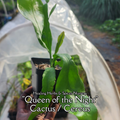 Queen of the Night Cactus - Live Plant