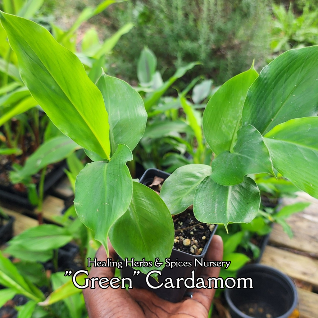 Cardamom "Green" - Live Plant