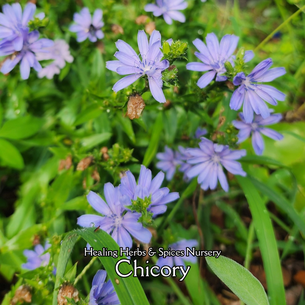 Chicory - Live Plant