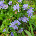 Chicory - Live Plant