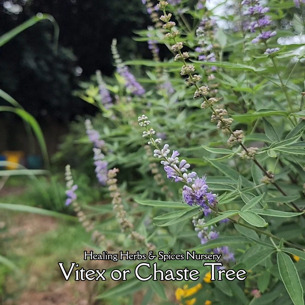 Chaste or Vitex Tree - Live Plant