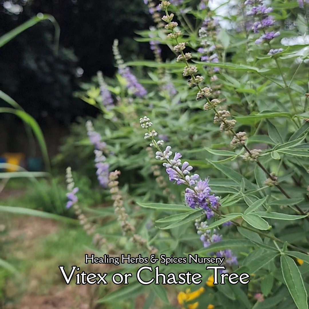 Chaste or Vitex Tree - Live Plant