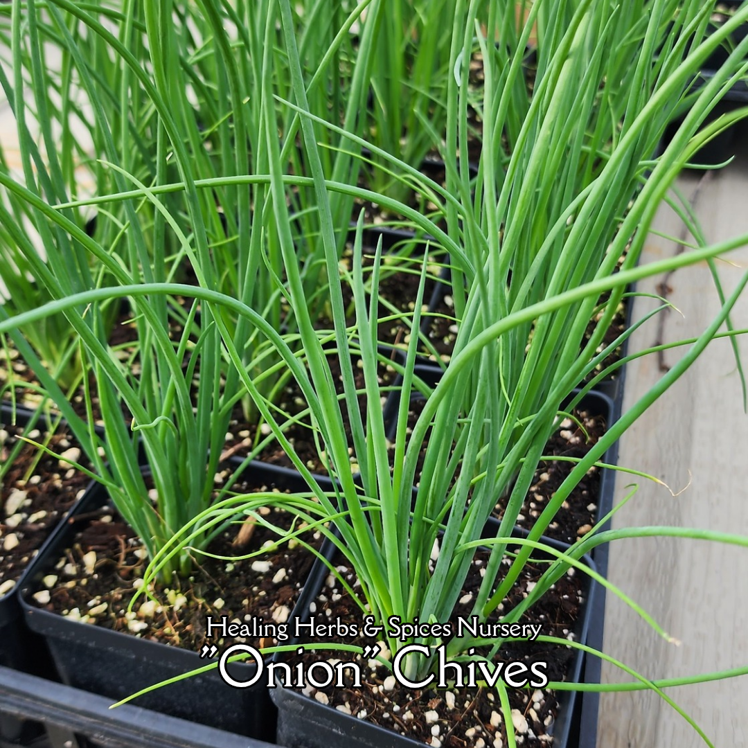 Chives "Onion" - Live Plant
