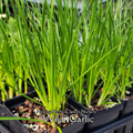 Wild Garlic - Live Plant